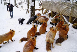 Illustration for article titled You Can Experience Fox Heaven in Japan